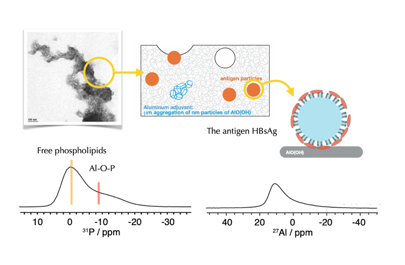 DNP-enhanced solid-state NMR: a unique technique to investigate vaccine formulations